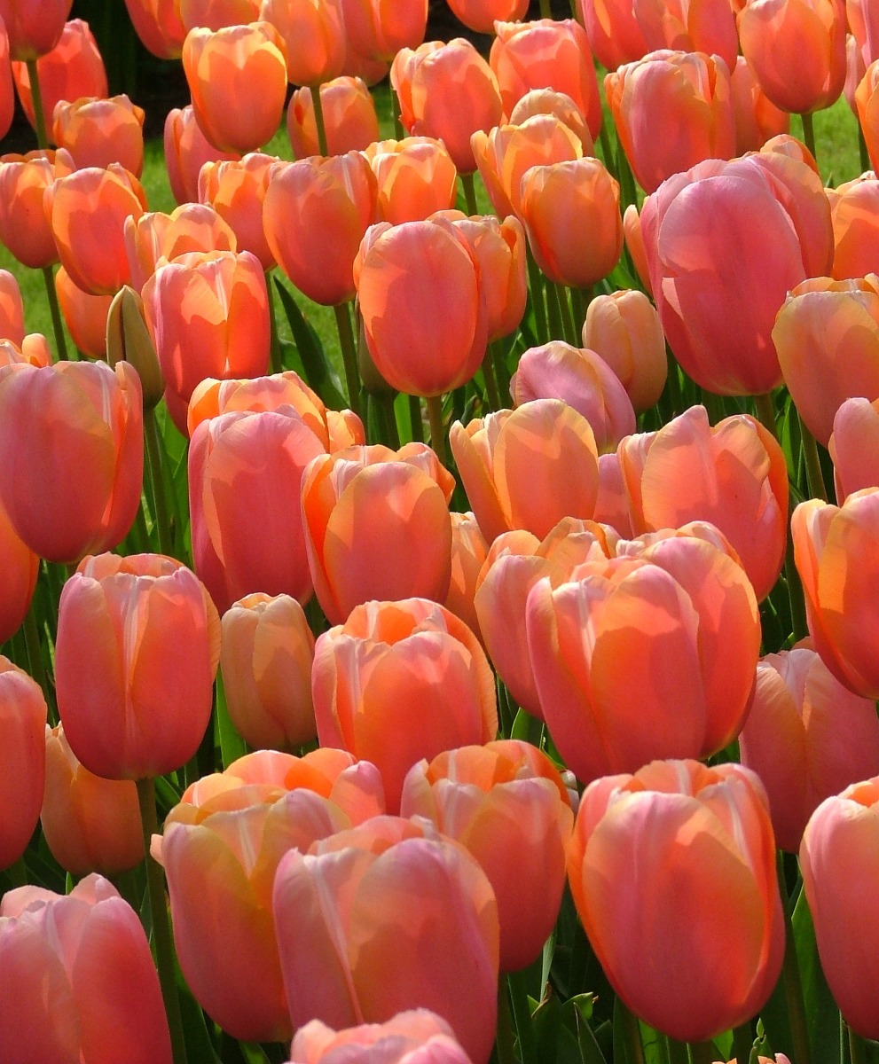 Fancy Frills Tulip  Van Engelen Wholesale Flower Bulbs