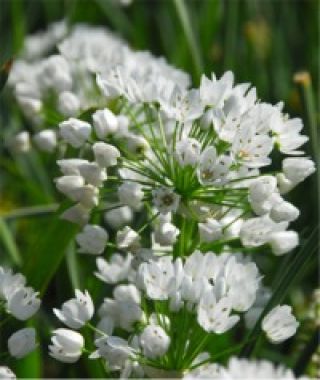 Allium neapolitanum 