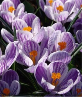 Crocus vernus Pickwick