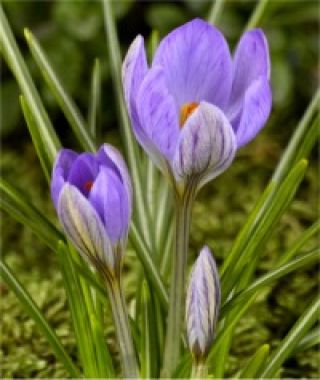 Crocus etruscus Zwanenburg