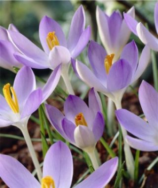 Crocus tommasinianus Lilac Beauty