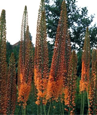 Photo: Eremurus Ruiter-Hybrid Cleopatra