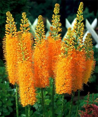 Photo: Eremurus Ruiter-Hybrid Pinocchio