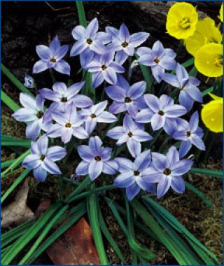 Photo: Ipheion uniflorum Wisley Blue