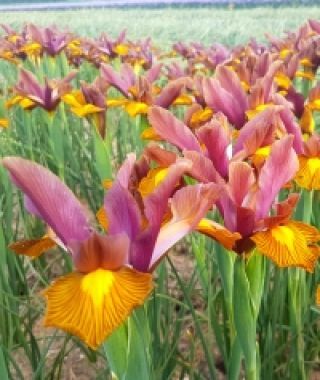 Dutch Iris Lion King