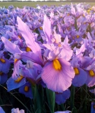 Dutch Iris Pink Panther