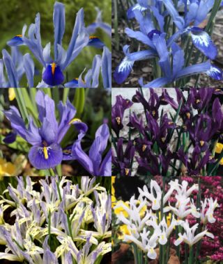 The Shades-of-Blue Iris reticulata Mixture