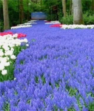 Muscari  armeniacum