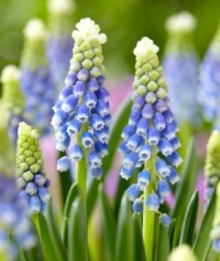 Muscari  armeniacum Julia