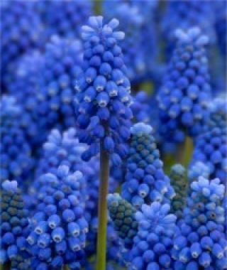 Muscari aucheri Blue Magic