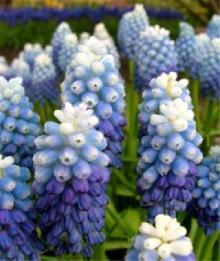 Muscari aucheri Ocean Magic