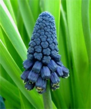 Muscari paradoxum