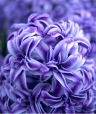 Hyacinthus orientalis Royal Navy 