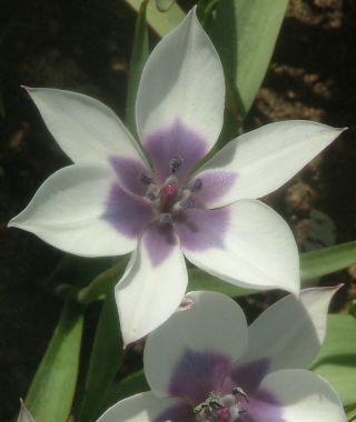 Photo: Tulipa humilis alba coerulea oculata