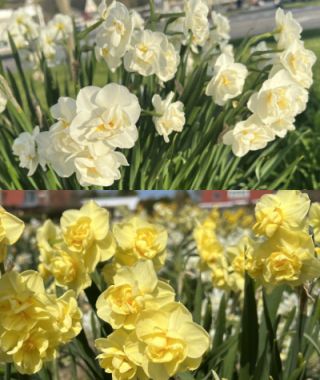 The Fragrant Double Narcissus Special