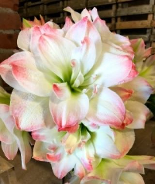 Amaryllis Amadeus Candy