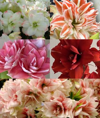 The Royal Dutch Double Amaryllis Mixture