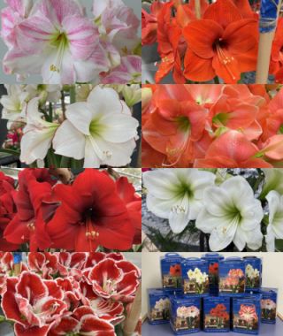 The Baker's Dozen Amaryllis Gift Box Special