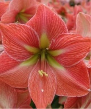 Amaryllis Terra Cotta Star