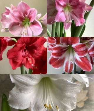 The Christmas Flowering Single Amaryllis Mixture