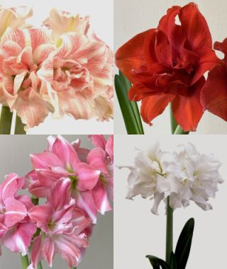 The Christmas Flowering Double Amaryllis Mixture