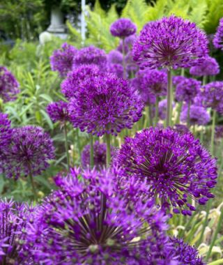 Allium aflatunense Purple Sensation