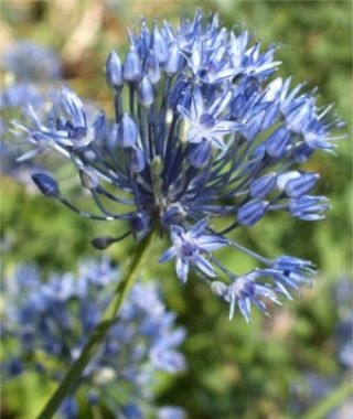 Allium azureum