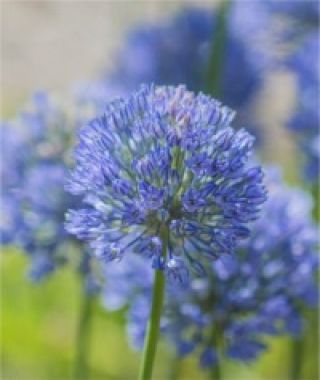 Allium caesium