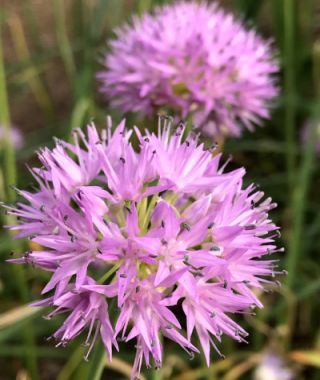 Allium carolinianum Rosy Beauty