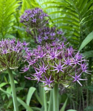 Allium christophii