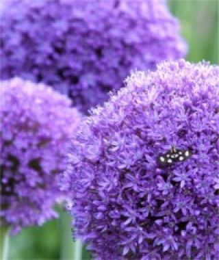 Allium Globemaster