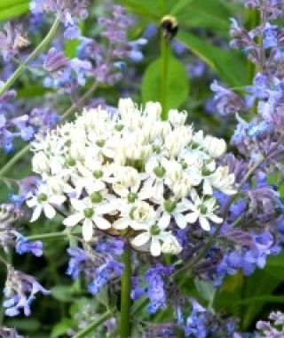 Allium nigrum