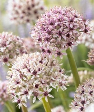 Allium basalticum Silver Spring