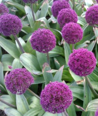 Allium Ostara