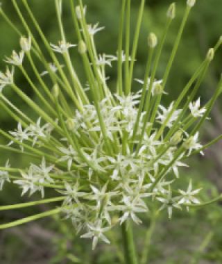 Allium schubertii Arctic Snow