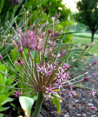 Allium schubertii