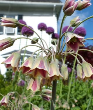 Allium siculum bulgaricum