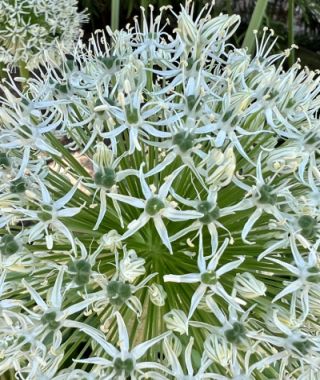 Allium stipitatum Mount Everest