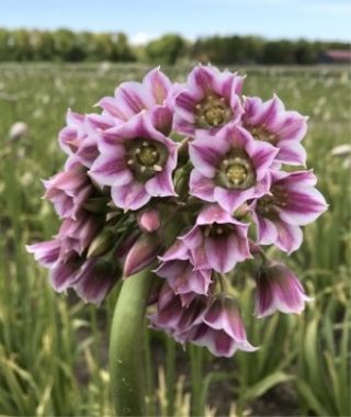 Allium tripedale