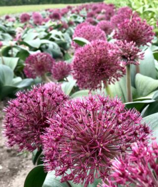 Allium karataviense Red Giant