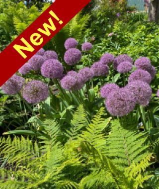 Allium Party Balloons 