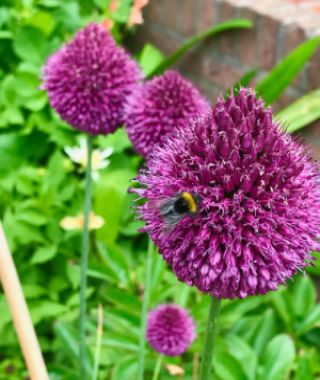 Allium sphaerocephalon