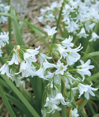 Allium triquetrum