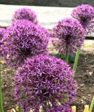 Allium Atlas