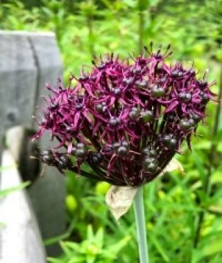 Allium atropurpureum