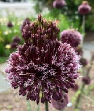 Allium Forelock