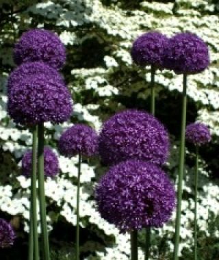 Allium Gladiator