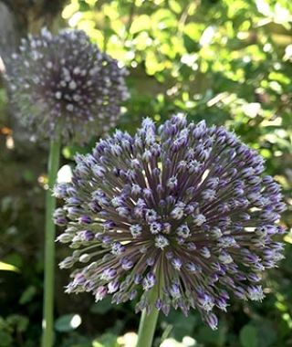 Allium Summer Drummer