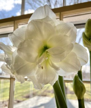 Amaryllis Alfresco