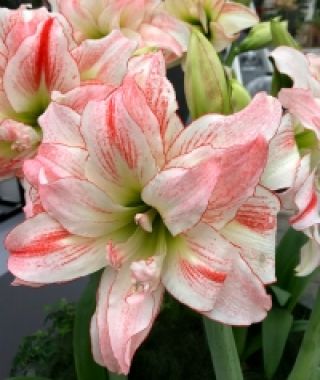 Amaryllis Aphrodite